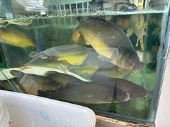 -煲来饱去冷水鱼