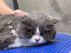 -PETKIT小佩宠物·低压洗护(国顺东路店)