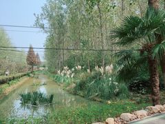 -合肥滨湖国家森林公园