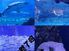 -成都浩海立方海洋公园