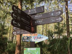 -合肥滨湖国家森林公园