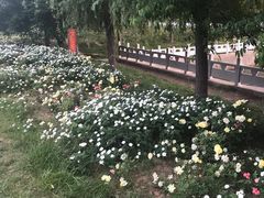 -淇河金沙滩