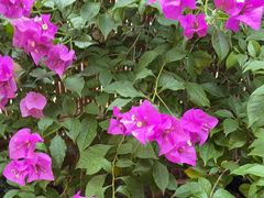 -后湖小院·乡野田园菜