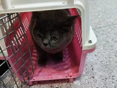 -四月宠物医院·猫专科·心脏专科·内科(转塘店)