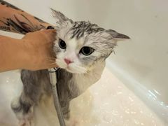 -momokira米努特·德文卷毛猫·棉花面纱犬