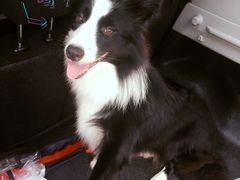 -八公叔叔宠物美容连锁(春申店)