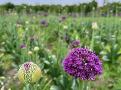 -花开海上生态园