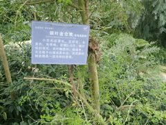 -南山植物园