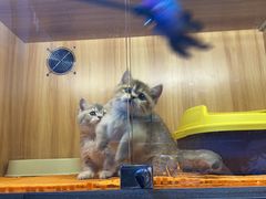 -欣宠猫屋·矮脚拿破仑·蓝金金渐层