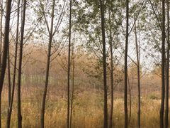 -白洋淀景区