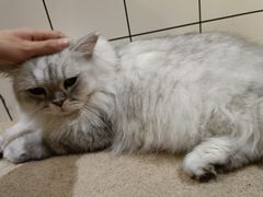 -猫友咖啡店(玉林西路店)