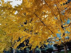 -百林公园-两江幸福广场