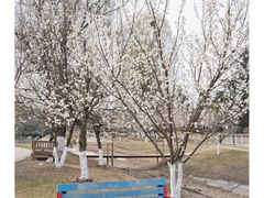 -国际非物质文化遗产博览园