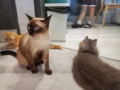 -猫儿山۰猫主题餐厅