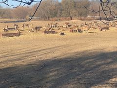 -北京麋鹿生态实验中心