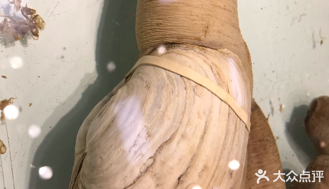 海鲜大世界，各种各样的新鲜海鲜有大闸蟹、象拔蚌、