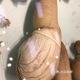 海鲜大世界，各种各样的新鲜海鲜有大闸蟹、象拔蚌、