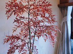 -小茶闲舍·观景商务茶馆(广州塔店)