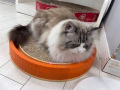 -喵的天空名猫咖啡馆·撸猫·猫舍·用品