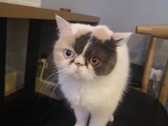 -平行世界·猫咖(首经贸店)