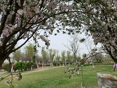 -九里湖国家湿地公园