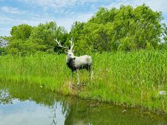 -溱湖国家湿地公园