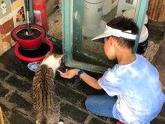 -喵屿·大理花园猫咖