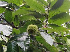 -兴福老面馆(寺路街店)