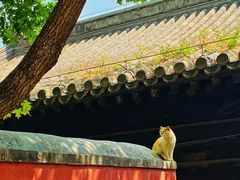 -大觉寺-停车场