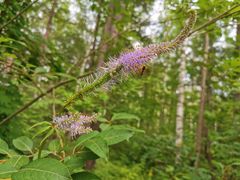 -峡谷浮石林景区