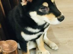 -浣熊柯尔鸭土拨鼠·电玩咖