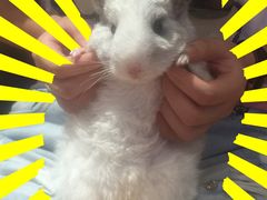 -藦茜花园宠物主题亲子互动体验馆(国顺东路店)