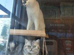 -奶牛家宠物酒店(嘉宏云顶店)