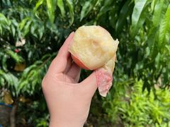 -老袁家蜜桃农场·阳山水蜜桃