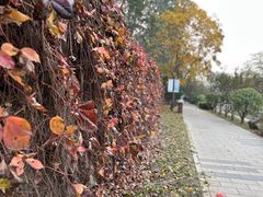 -元大都城垣遗址公园