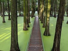 -渌洋湖湿地公园
