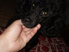 -安安宠物医院(情缘分院)