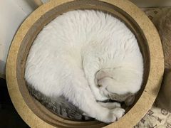 -西贝(上海新梅广场店)