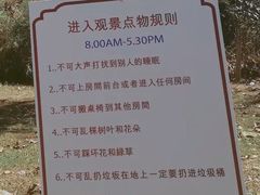 -大树秋千