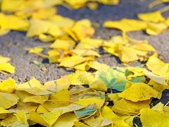 -三里屯东五街银杏大道