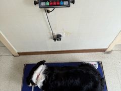 -宠颐生宠物医院·异宠猫科内科·诊疗中心宠巢店