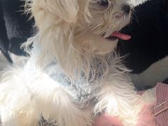 -佳雯宠物医院·皮肤科·内外科(春晓路分院)