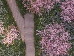 -武汉大学-樱园