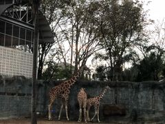 -清迈夜间动物园