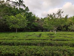 -广东茂名森林公园