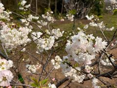 -天适樱花悠乐园