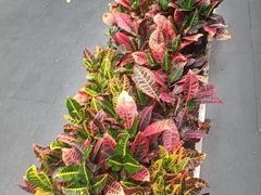 -阿伟海鲜楼·福建菜(涵江店)