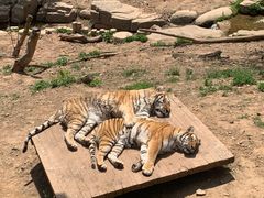 -大连森林动物园