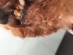 -荣耀金沙动物医院(清江西路店)