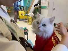 -猫在这儿猫咪咖啡馆·撸猫馆